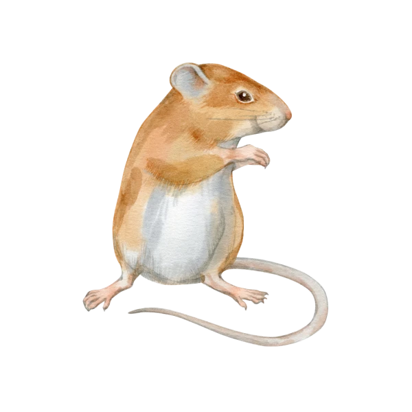 🐭 Kit pédagogique « Jeux sur les souris »