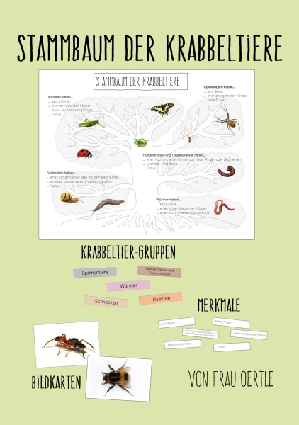 Stammbaum der Krabbeltiere (Spinnen, Insekten, Schnecken, Würmer, ...)
