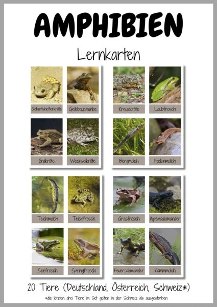 Amphibien - Lernkarten / Wissenskarten / Flashkarten