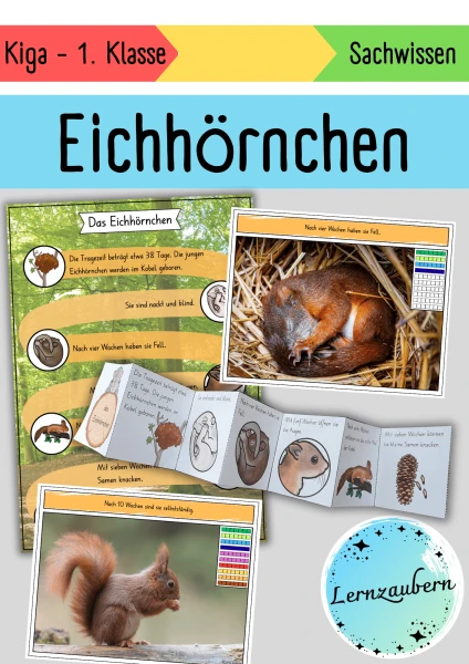 Eichhörnchen: Entwicklung / Lebenszyklus (Sachwissen Kindergarten / Lebenszyklus)