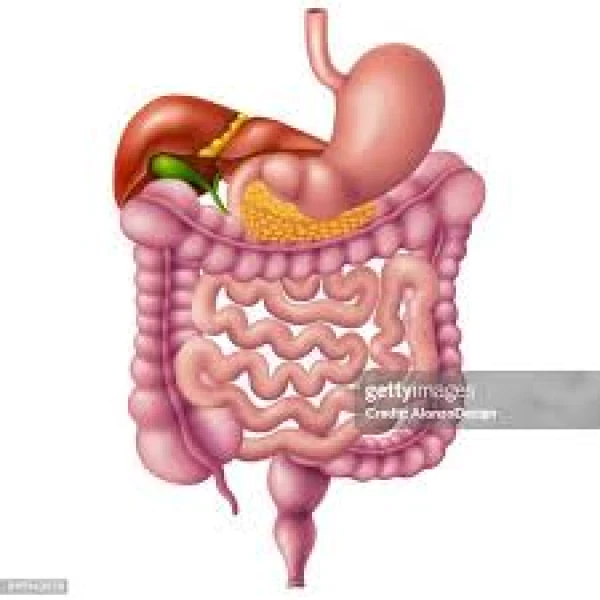 SCN 8 Objectifs élèves Digestion