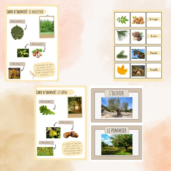 3H/4H: CE - Cartes d'identité des arbres + jeu