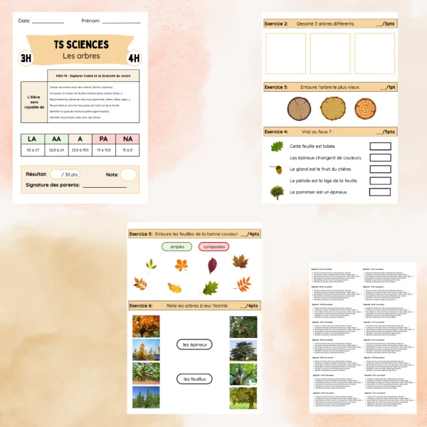 3H-4H: TS CE "les arbres"