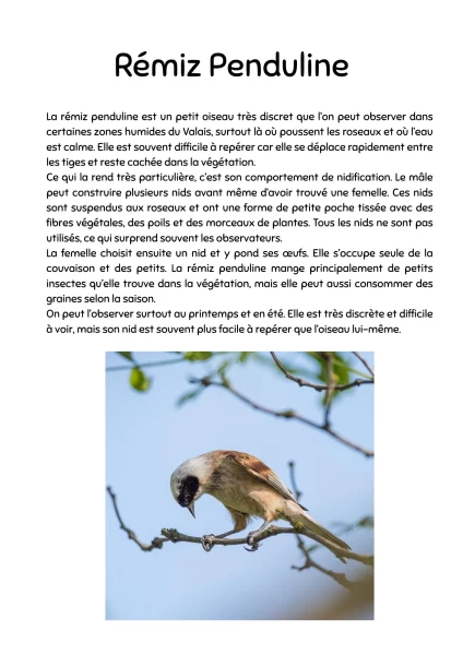 Informations sur les oiseaux Parcours