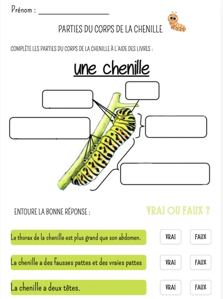 Fiche sur l'anatomie de la chenille