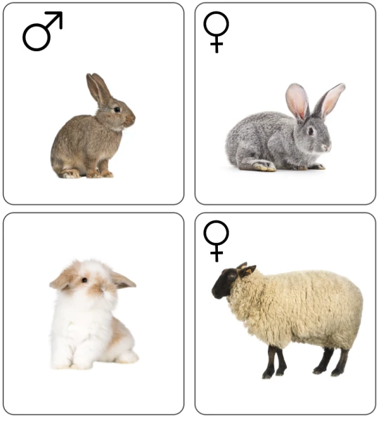 Supports – Les animaux de la ferme