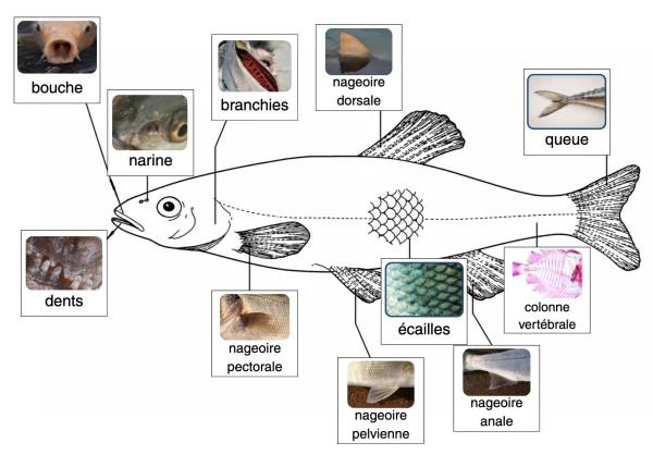 L'anatomie du poisson