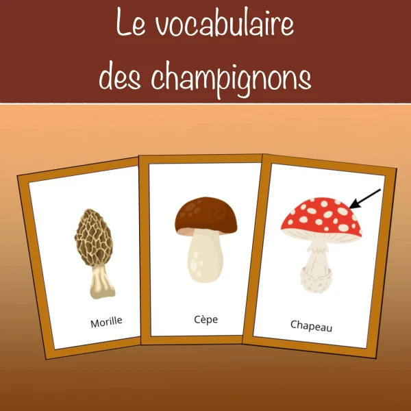 Le vocabulaire des champignons