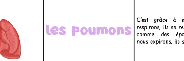 Atelier sur les organes