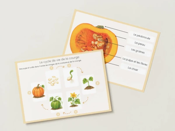 Séquence de sciences : La courge