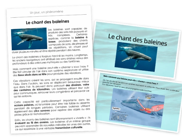Rituel - Un jour, un phénomène : Le chant des baleines