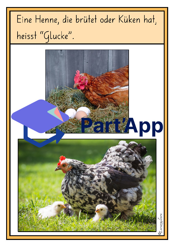 Bildkarten: Huhn und Entwicklung im Ei_5