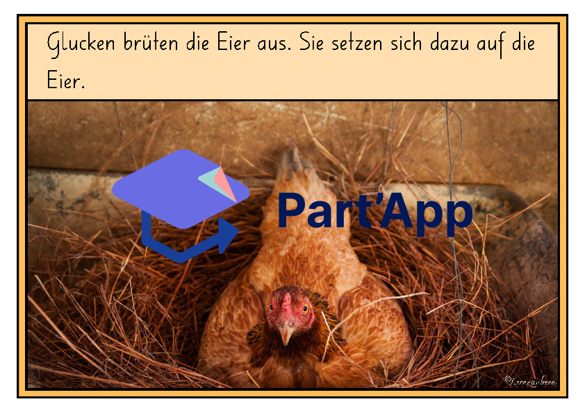 Bildkarten: Huhn und Entwicklung im Ei_8