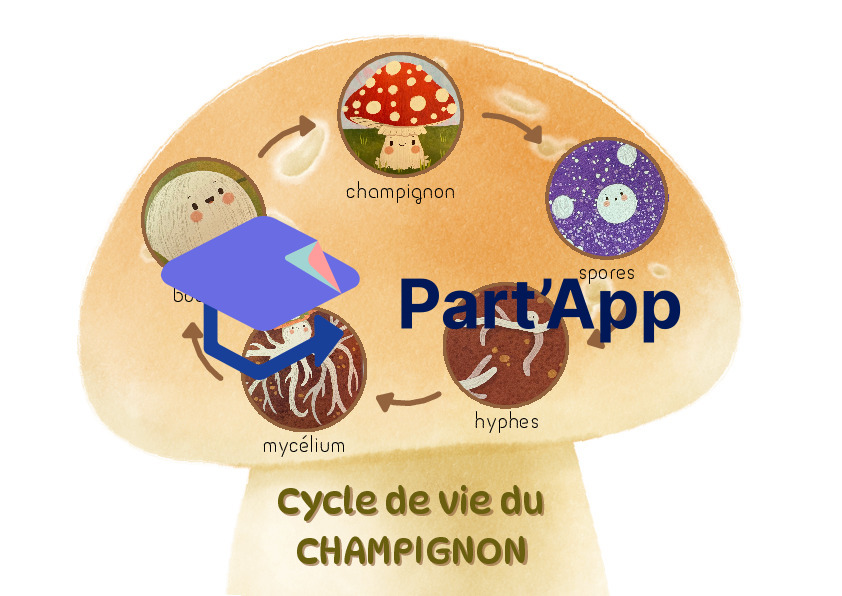 Cycle de vie du champignon_2