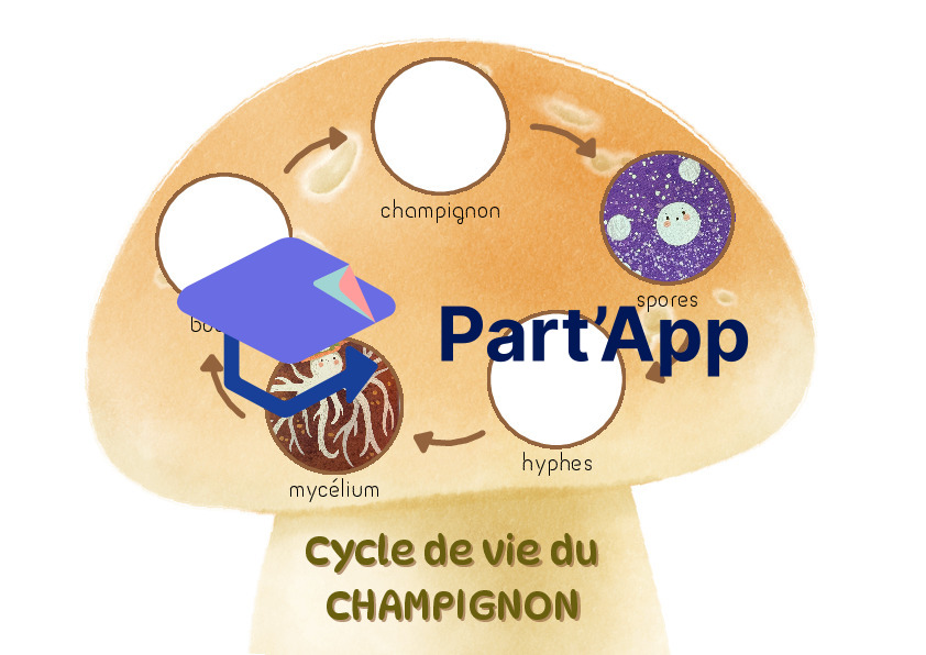 Cycle de vie du champignon_3