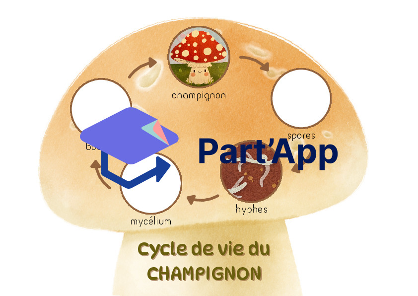 Cycle de vie du champignon_4