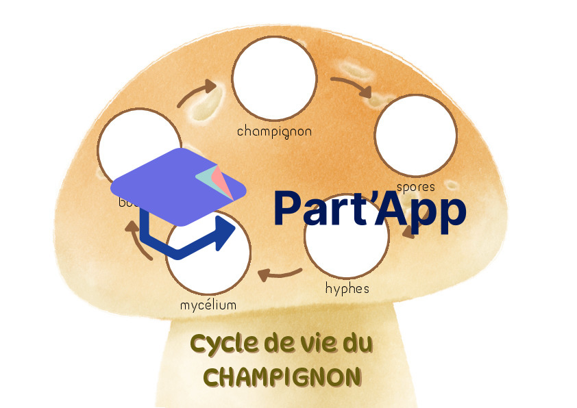 Cycle de vie du champignon_5