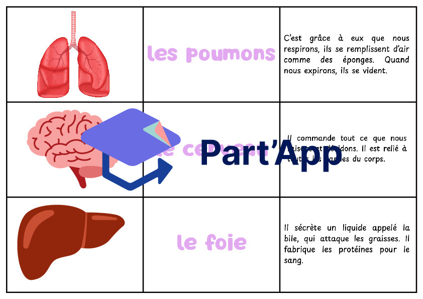 Atelier sur les organes_2