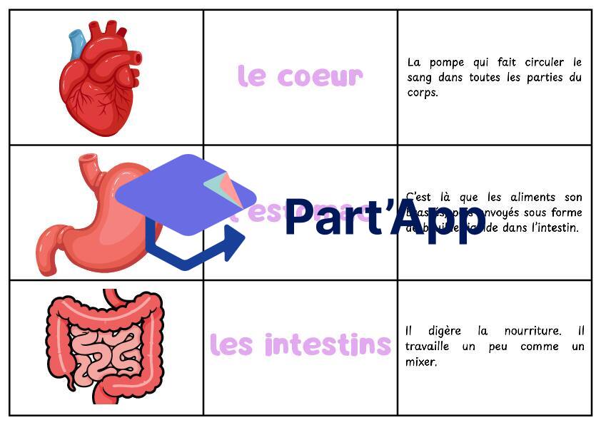 Atelier sur les organes_3
