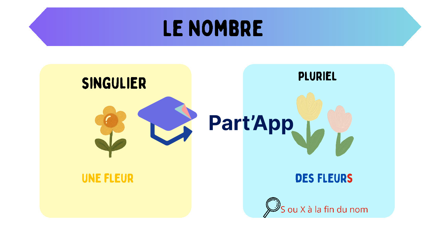 Affichage genre et nombre_2