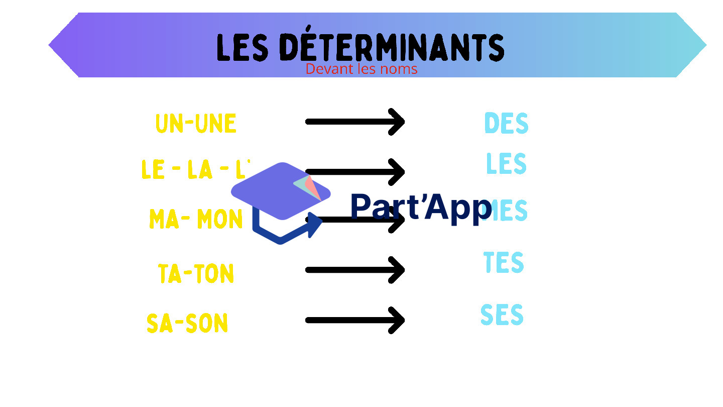 Affichage genre et nombre_3