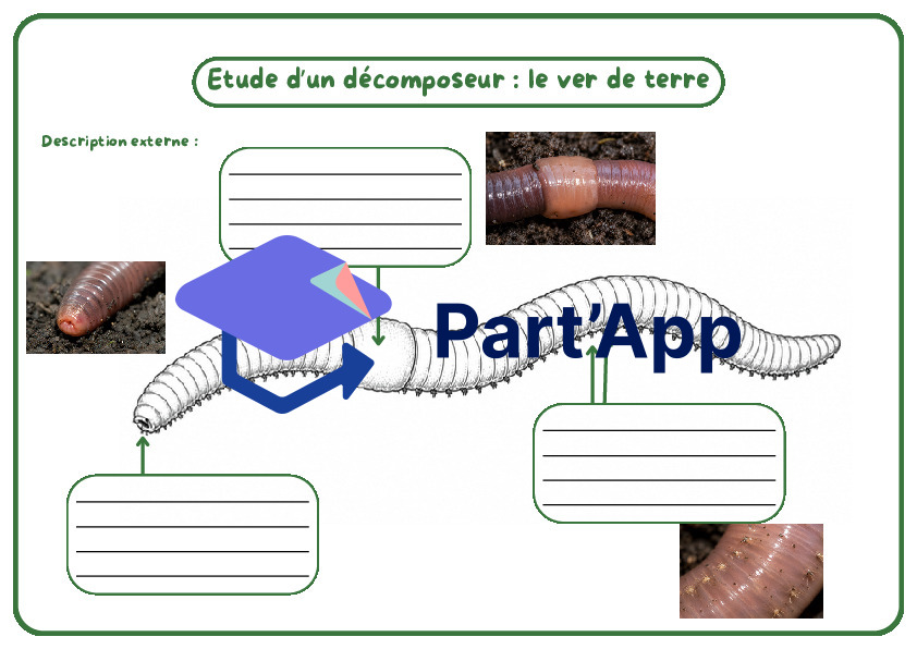 Les décomposeurs_8