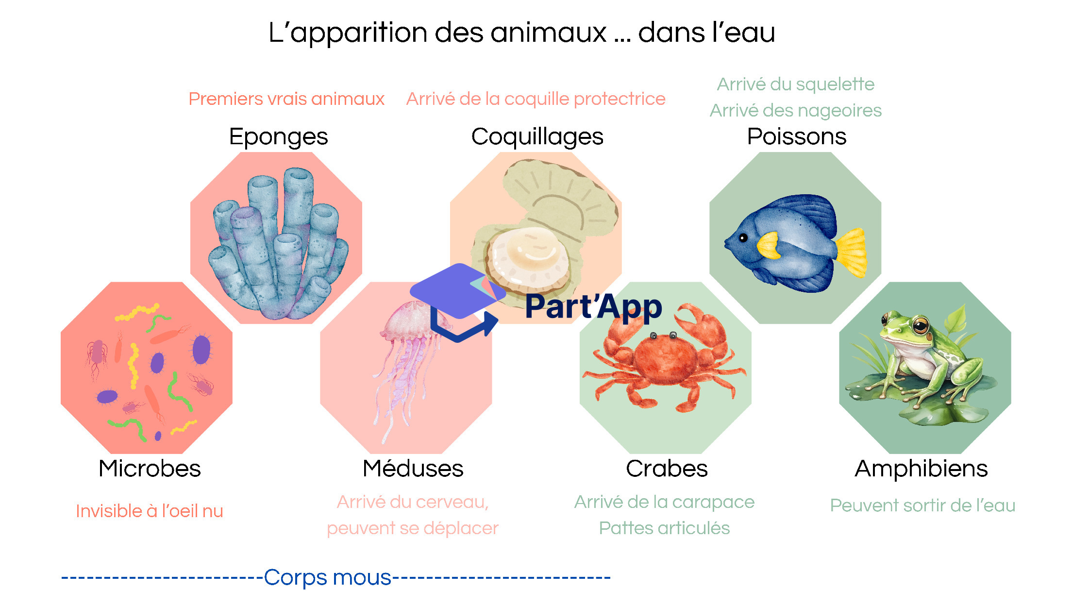 Document sur l'apparition des animaux_2