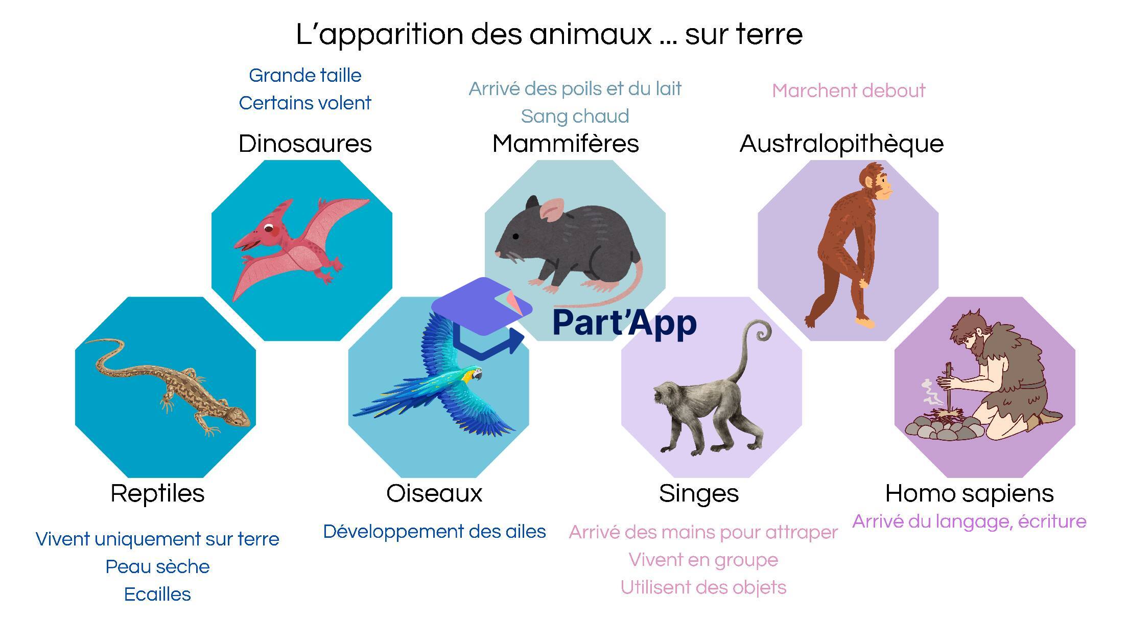 Document sur l'apparition des animaux_3