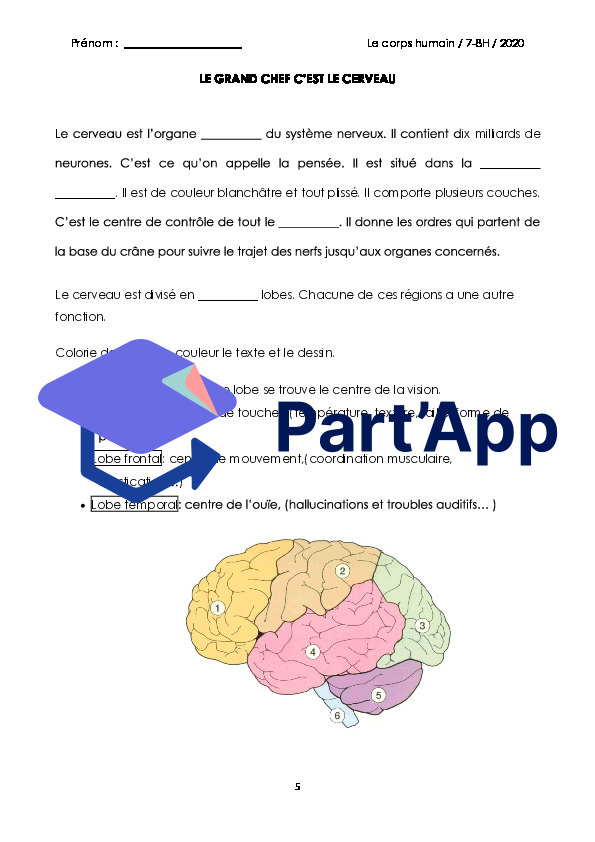 Sciences 7H-8H - Dossier sur le corps humain_7