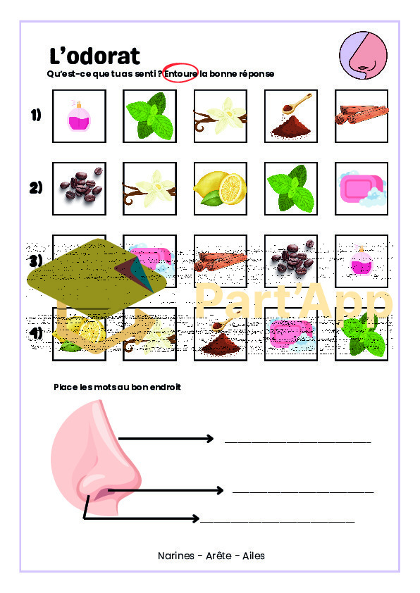 Dossier CE - les 5 sens (3-4P)_5