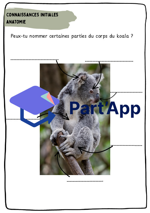 Dossier koala CE_4