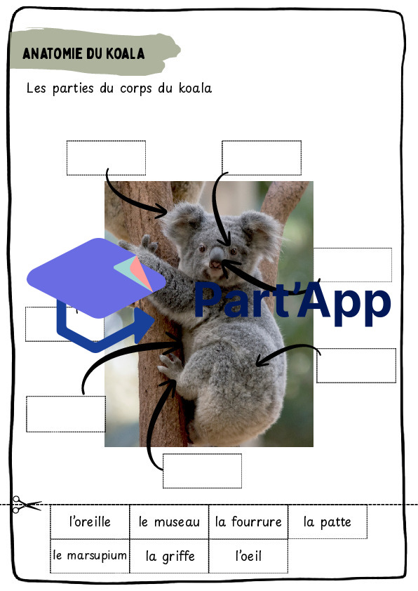 Dossier koala CE_5