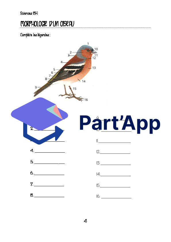 Les oiseaux_5