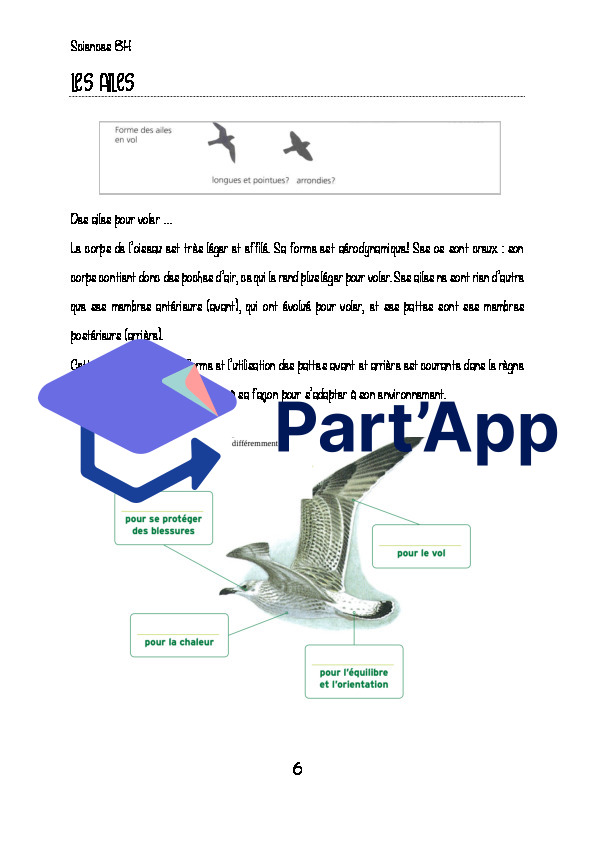 Les oiseaux_7