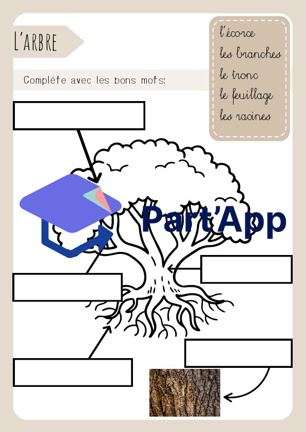 3H/4H: CE - Dossier "les arbres"_5