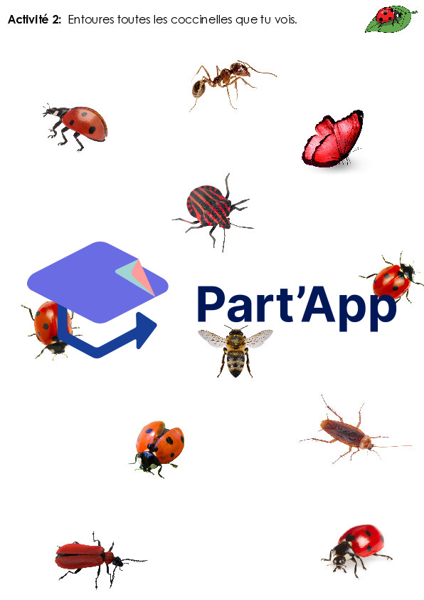 Dossier sur la coccinelle - 2P_4