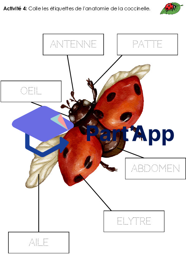 Dossier sur la coccinelle - 2P_6