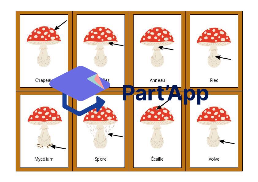 Le vocabulaire des champignons_5