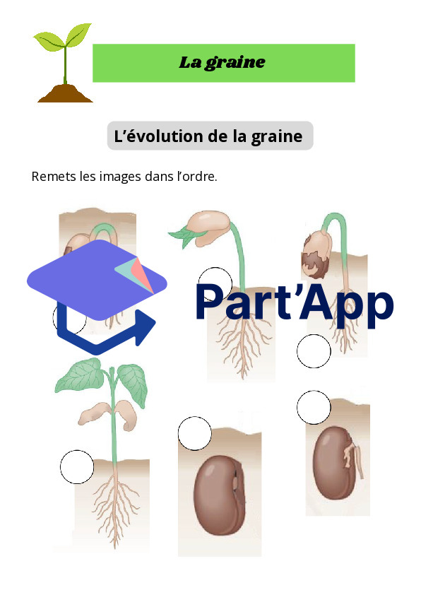 Dossier 4P Germination_10