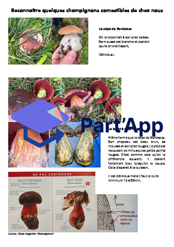 Champignons comestibles - petit guide d'identification pour débutants_2