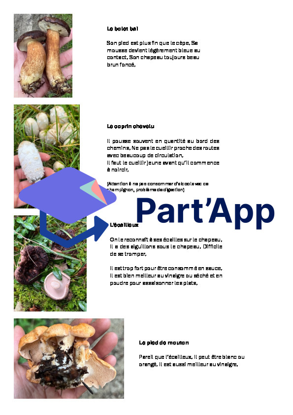 Champignons comestibles - petit guide d'identification pour débutants_3