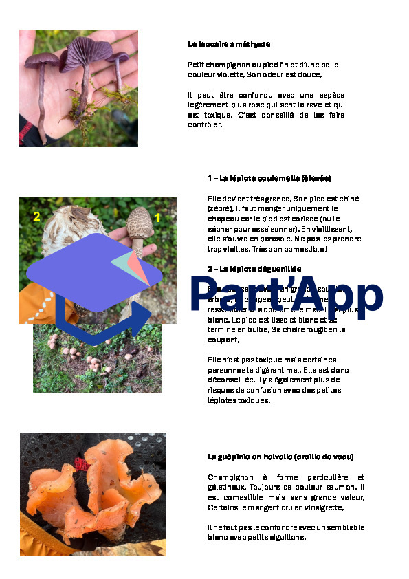 Champignons comestibles - petit guide d'identification pour débutants_4