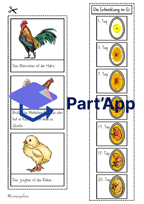Lapbook Huhn für den Kindergarten_46