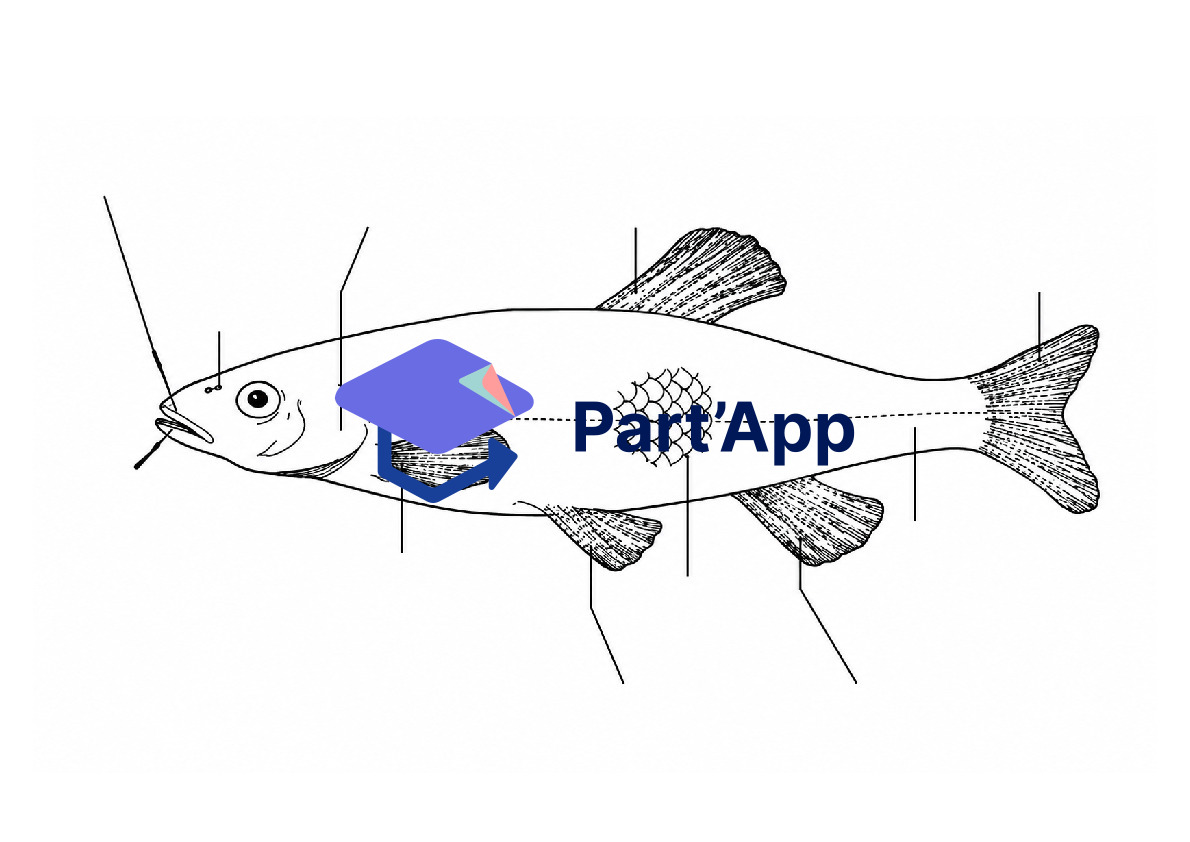 L'anatomie du poisson_2