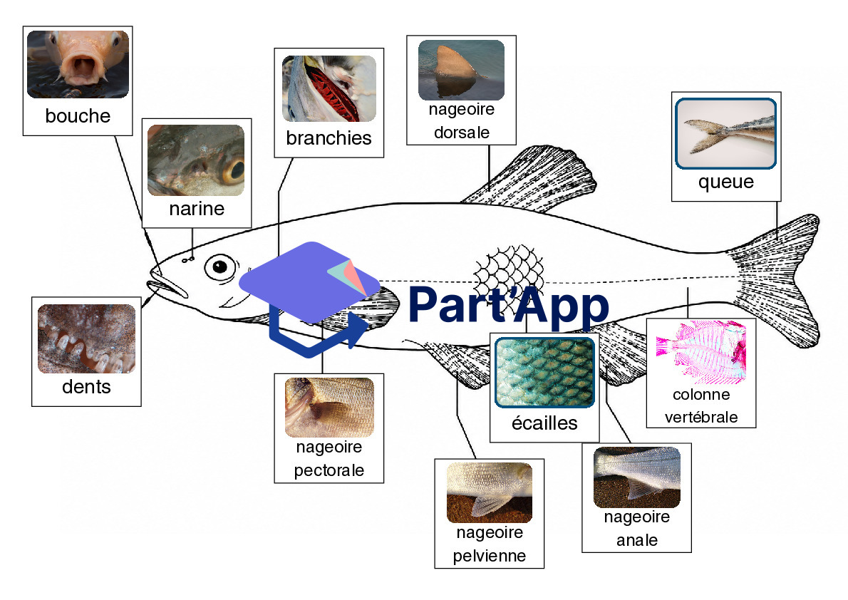 L'anatomie du poisson_3