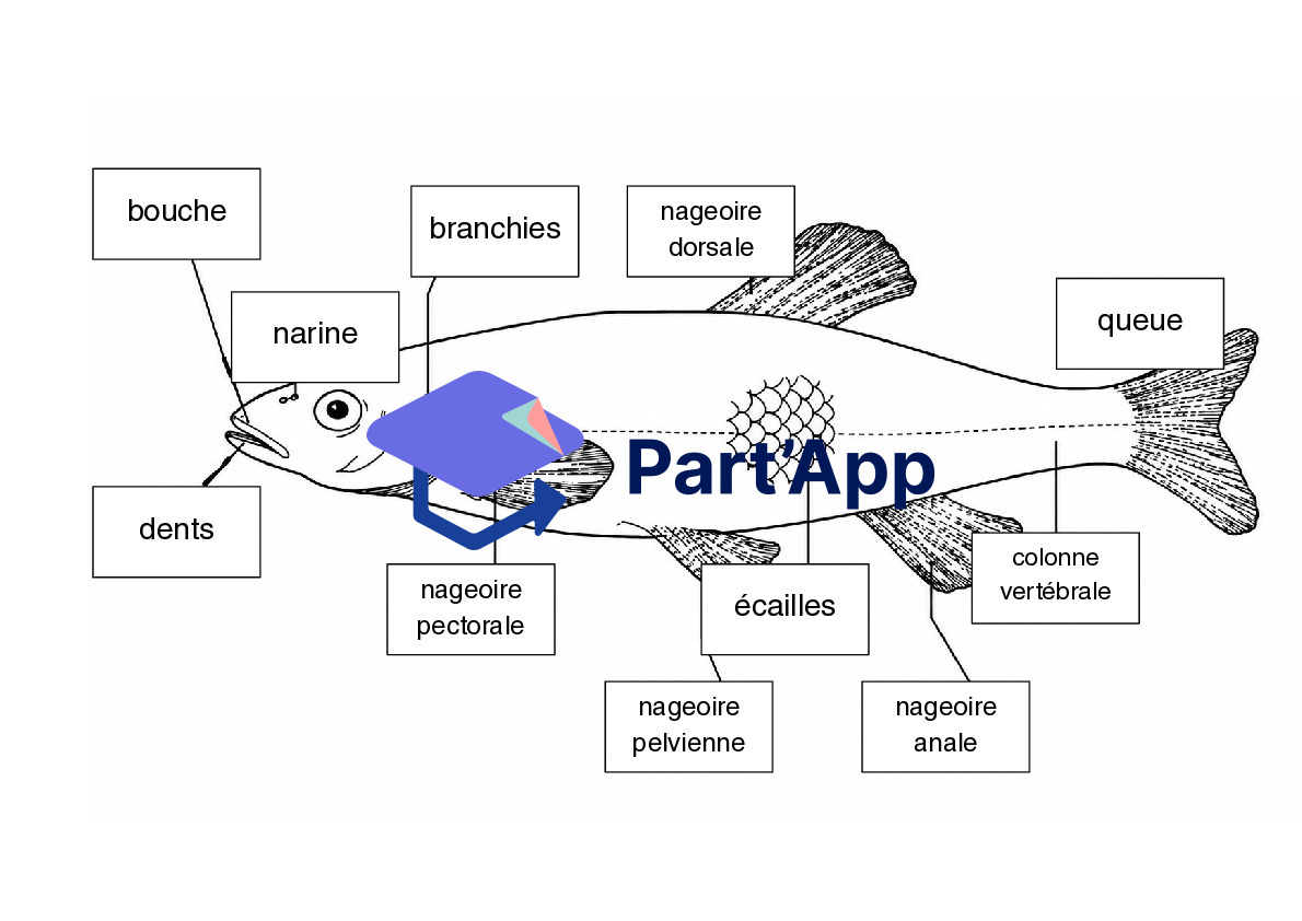 L'anatomie du poisson_4