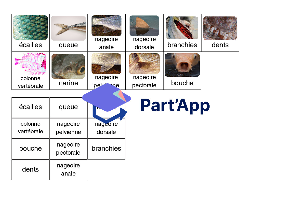 L'anatomie du poisson_5