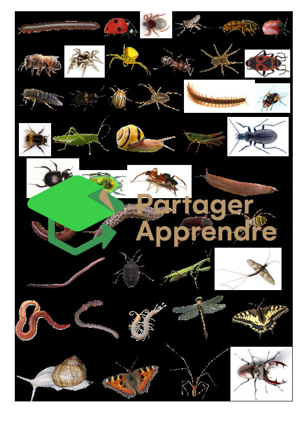 Stammbaum der Krabbeltiere (Spinnen, Insekten, Schnecken, Würmer, ...)_8