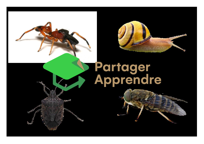 Stammbaum der Krabbeltiere (Spinnen, Insekten, Schnecken, Würmer, ...)_9