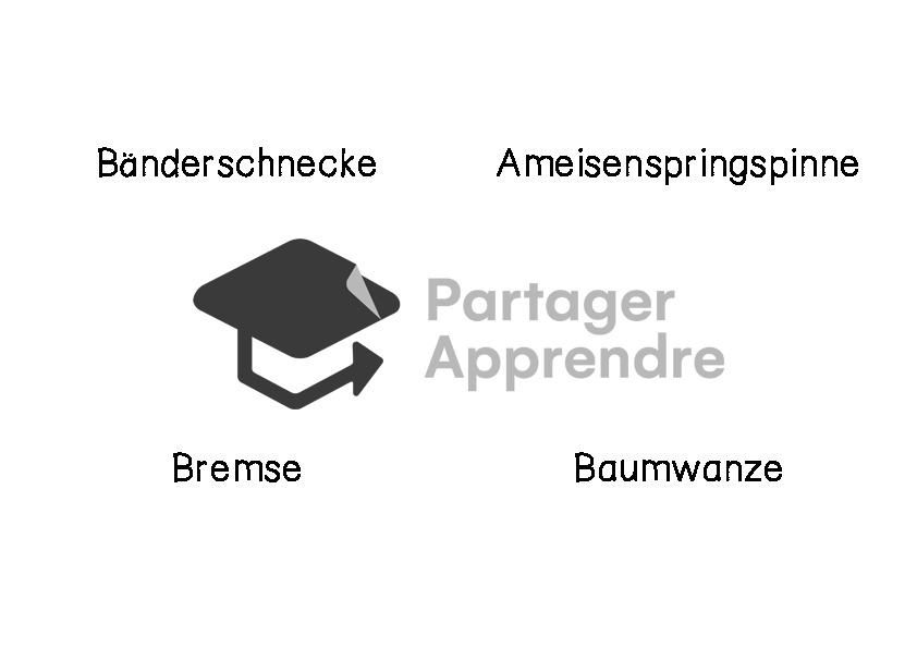 Stammbaum der Krabbeltiere (Spinnen, Insekten, Schnecken, Würmer, ...)_10